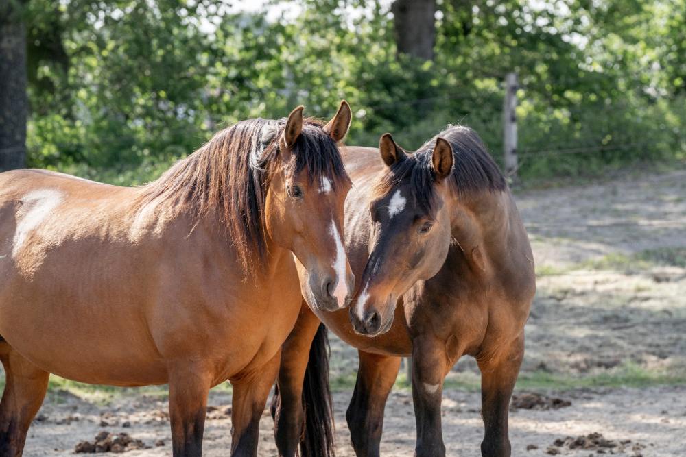 Pension pour chevaux Saint-Saulve